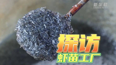 這個(gè)工廠(chǎng)，每天銷(xiāo)售蝦苗約2000萬(wàn)尾