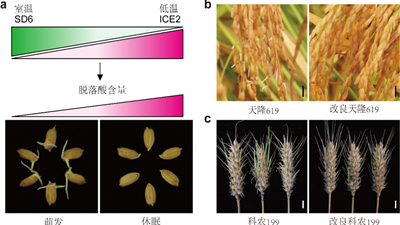 我國科學(xué)家找到調控水稻、小麥穗發(fā)芽的“開(kāi)關(guān)”