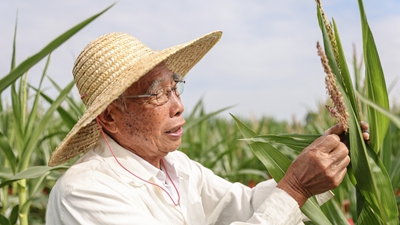 87歲，他在三亞南繁又一年