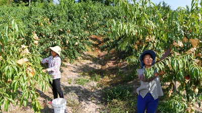 重慶萬(wàn)州：桃、李產(chǎn)業(yè)美了山鄉富了民