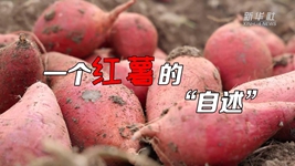 想看看紅薯的“鍍金”之旅嗎？來(lái)聽(tīng)聽(tīng)“自述”吧！