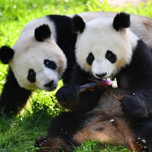 微信分享圖