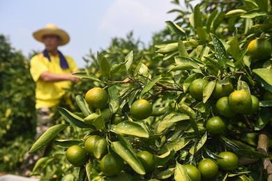山鄉特早橘上市 特色產(chǎn)業(yè)助共富