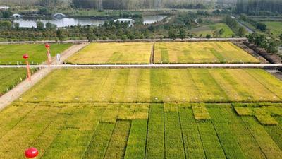 新華全媒+丨節水穩產(chǎn)、降污減碳的節水抗旱稻