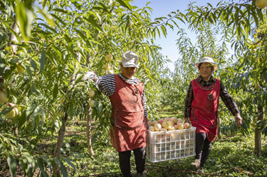 新華全媒+丨荒地長(cháng)出金果果 冬桃豐收富村民