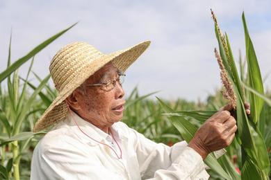 新華全媒+丨87歲，他在三亞南繁又一年
