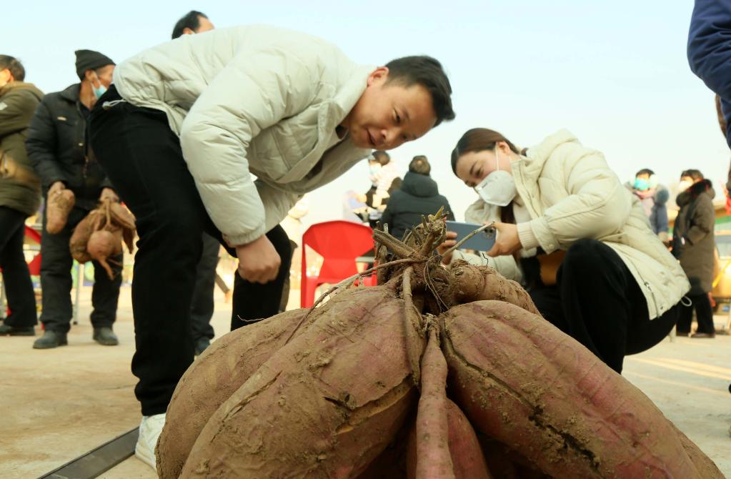 河南汝陽(yáng)舉行紅薯擂臺賽  
