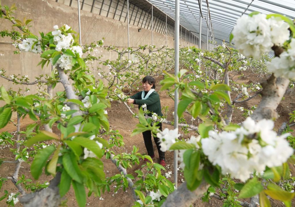 河北秦皇島：櫻桃樹(shù)花芬芳 農民管護忙