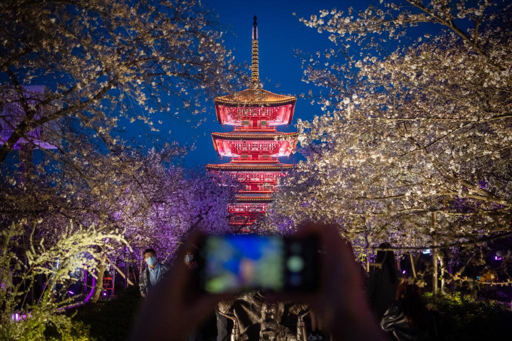 湖北武漢:櫻花綻放醉游人