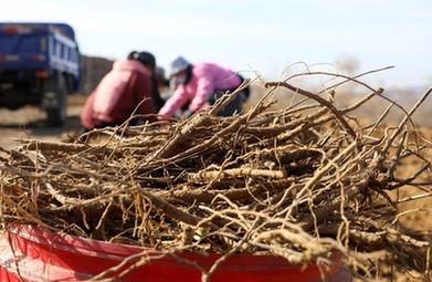 河北行唐:藥材采收忙