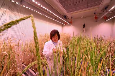 天津:持續推動(dòng)科學(xué)育種和種質(zhì)資源保護工作