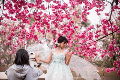 云南昆明:春日賞櫻