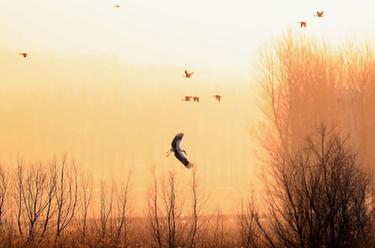 遼寧法庫：獾子洞濕地迎來(lái)候鳥(niǎo)遷徙高峰期