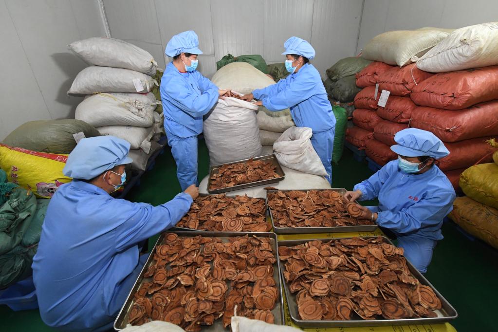 廣西金秀:瑤醫藥產(chǎn)業(yè)促發(fā)展