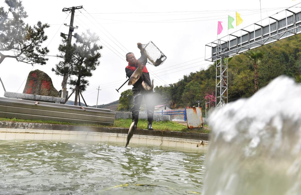 湖南衡山：泉水魚(yú)養殖帶動(dòng)村民增收