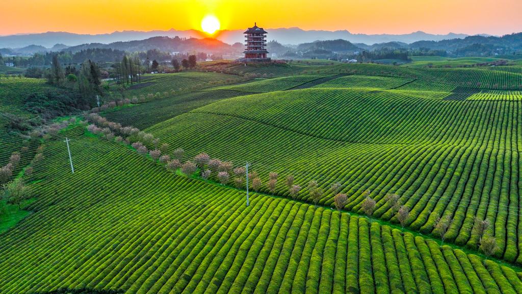 新華全媒+丨萬(wàn)畝茶海里，一片清明茶的成材之旅