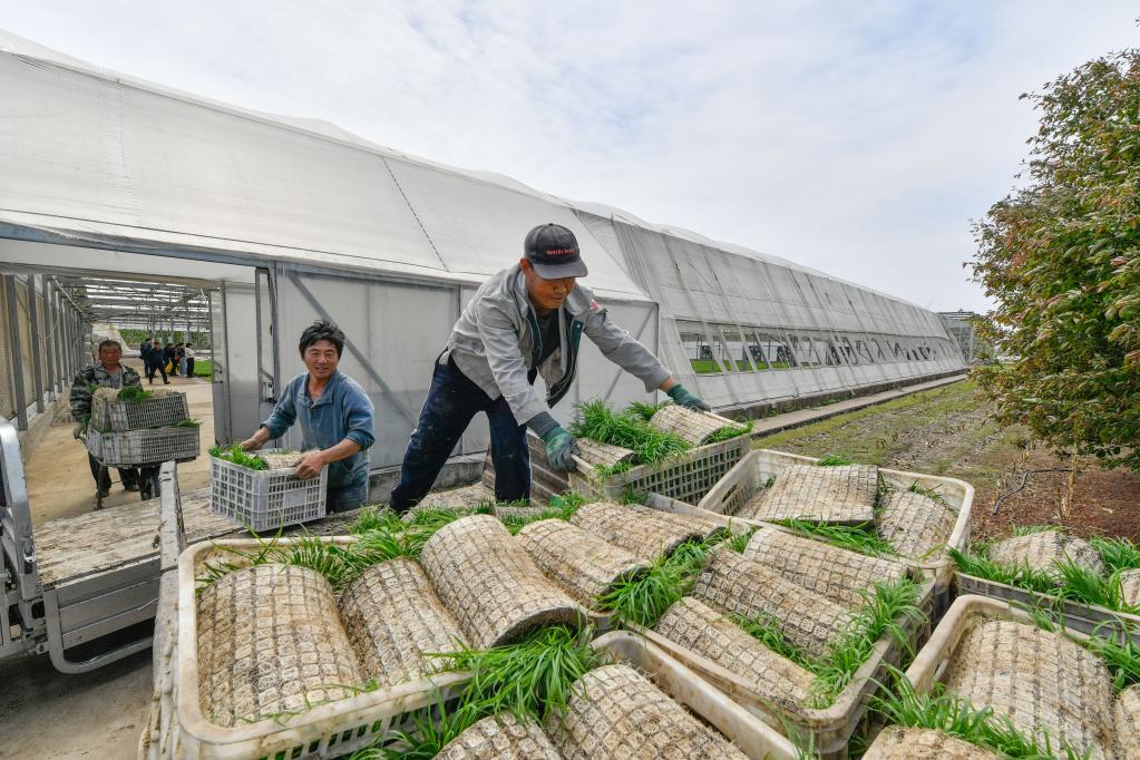 天津:小站稻進(jìn)入插秧季