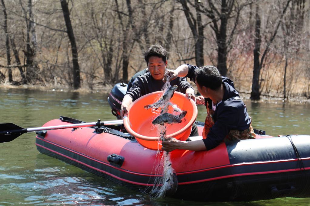 內蒙古鄂倫春:細鱗鮭養殖助力鄉村振興
