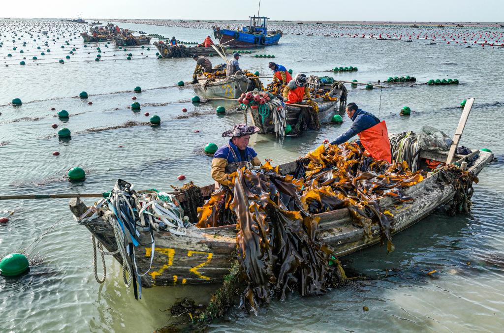 山東榮成:海帶采收加工忙