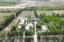 買(mǎi)爾當·克依木：為沙漠增添新綠