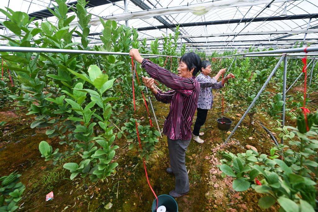 新華全媒+丨浙江金華：打造“千萬(wàn)工程”鄉村特色產(chǎn)業(yè)共富帶