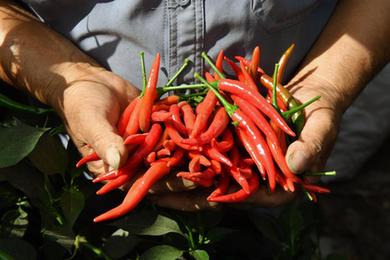 河南內黃：小辣椒&ldquo;長(cháng)成&rdquo;大產(chǎn)業(yè)