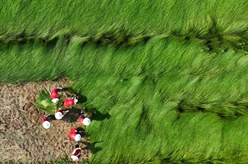 湖南衡陽(yáng)：南華大學(xué)開(kāi)展暑期社會(huì )實(shí)踐活動(dòng)助農增收