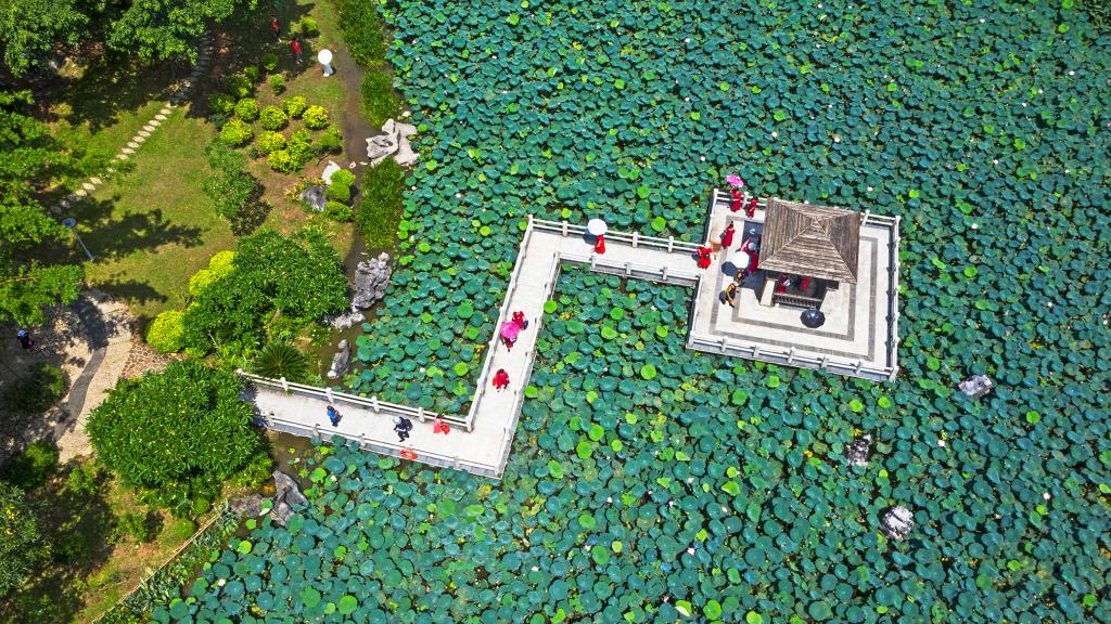 詩(shī)意中國丨荷花宮樣美人妝，荷葉臨風(fēng)翠作裳