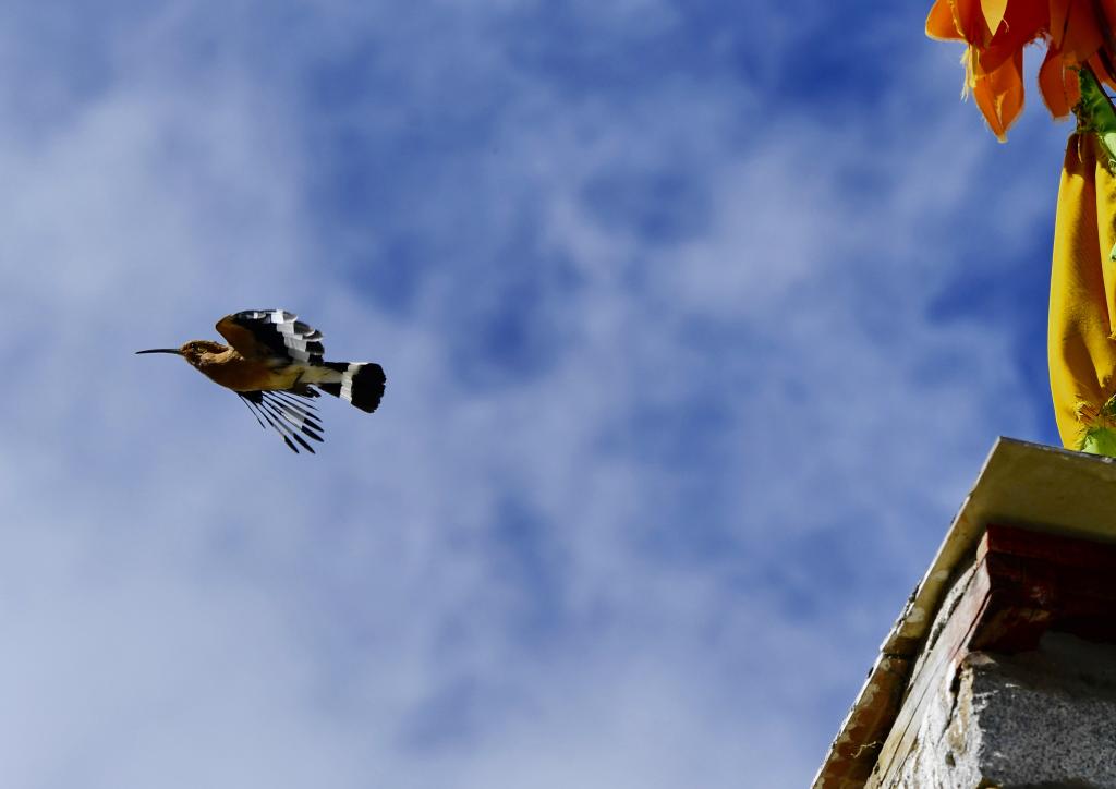 拉薩:白定村里戴勝舞