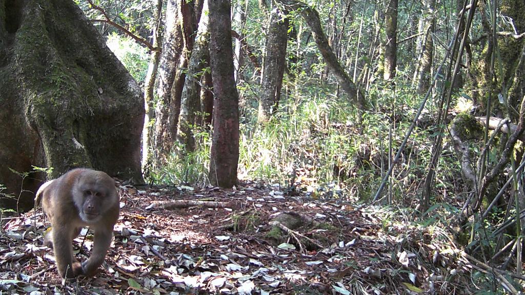 國道之行 從雪山奔向大海｜高黎貢山，該讓這些寶貝“亮相”了