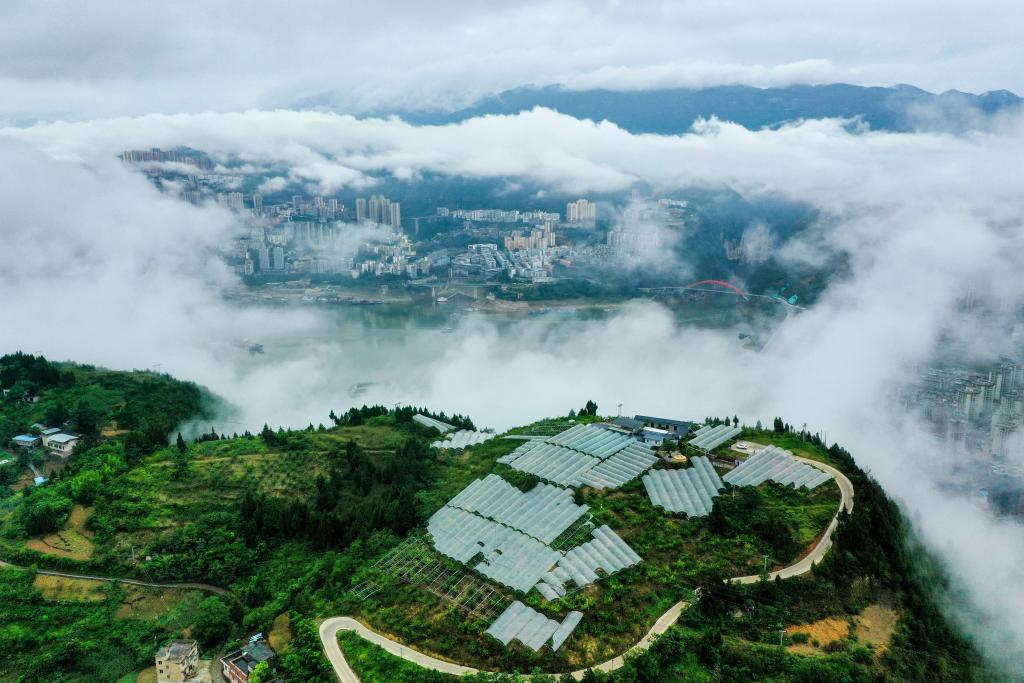 長(cháng)江行丨巫山脆李出峽記