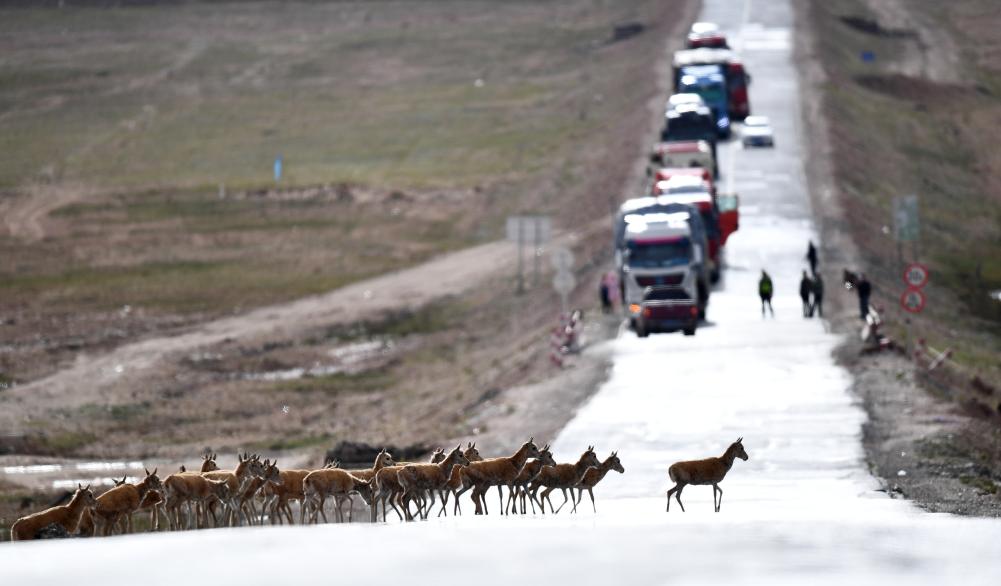 青?？煽晌骼锊亓缪蜻M(jìn)入回遷高峰期