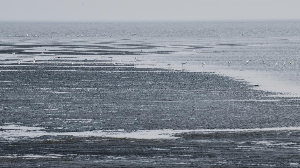 長(cháng)江行丨壯闊入海