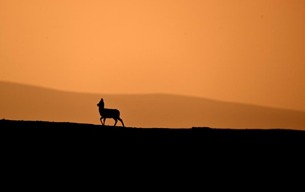 在三江源國家公園遇見(jiàn)藏羚羊守護者