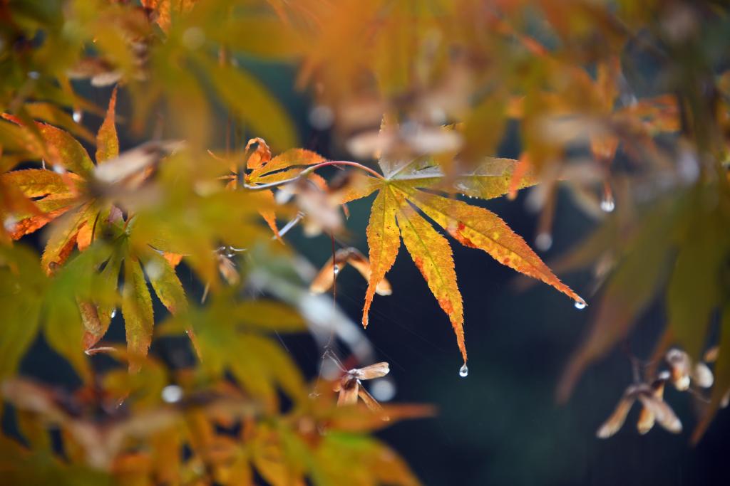 詩(shī)意中國丨丹楓萬(wàn)葉碧云邊，黃花千點(diǎn)幽巖下