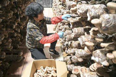 福建寧德古田:打造菇光融合發(fā)展新模式