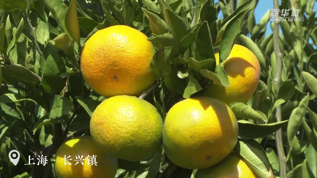上海：橘子紅了！碩果滿(mǎn)園迎豐收