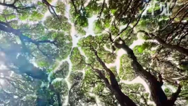 樹(shù)木為何會(huì )相互“禮讓”？