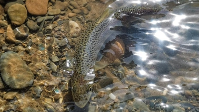 青海果洛:在高原增殖放流 讓川陜哲羅鮭“回家”