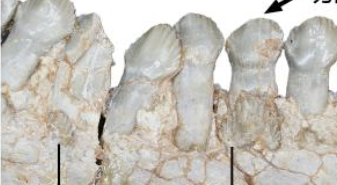 恐龍如何換牙？古生物學(xué)者揭秘古老角龍換牙方式