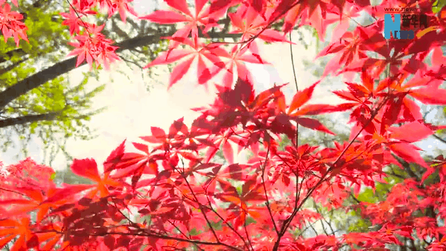 霜降|這一抹秋色，溫暖了山川與歲月