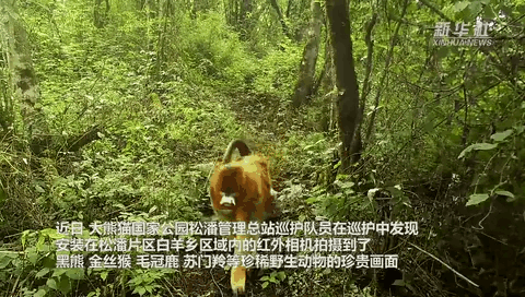 珍貴畫(huà)面曝光！野生動(dòng)物頻頻“上鏡”