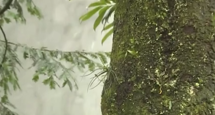 四川樂(lè )山：珍稀植物“峨眉槽舌蘭”繁育成功