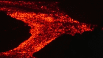 西班牙：拉帕爾馬島火山持續噴發(fā)——火山主椎體北部熔巖流接近海岸