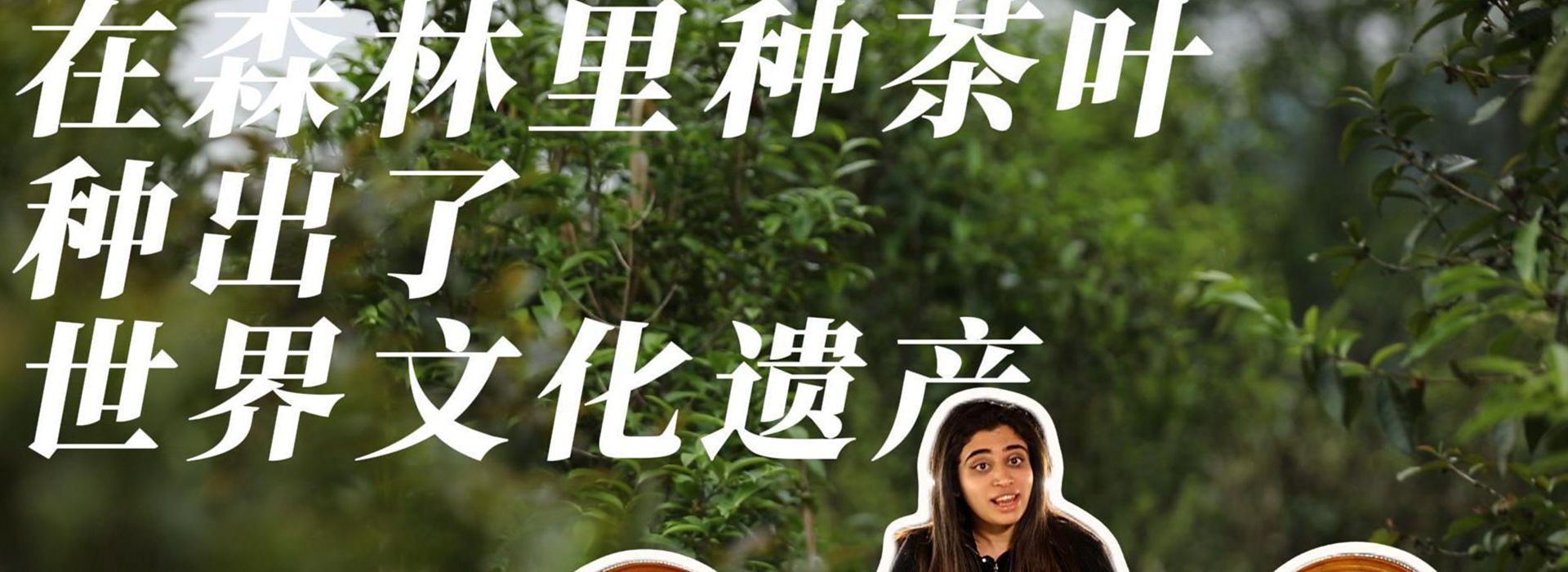 洋洋大觀(guān)｜在森林里種茶葉，種出了世界文化遺產(chǎn)